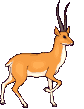 antilopes02.gif