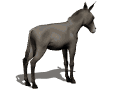 burros18.gif