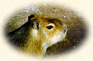 capibara01.gif