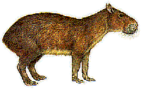 capibara02.gif
