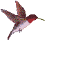colibri21.gif