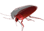 cucaracha02.gif