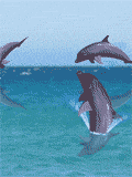 delfin41.gif