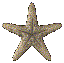 estrella-mar05.gif