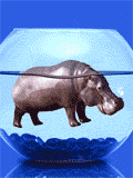 hippopotamo24.gif