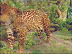 jaguar07.gif
