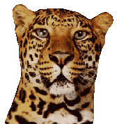 leopardo02.gif