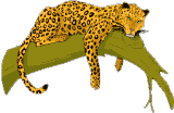 leopardo03.gif