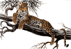 leopardo05.gif