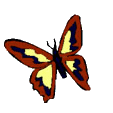 mariposa104.gif