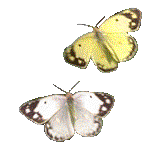 mariposa18.gif