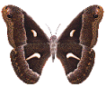 mariposa25.gif
