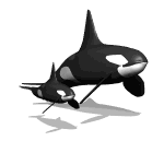 orca09.gif