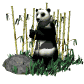 panda06.gif