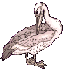 pelicano11.gif