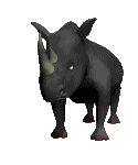 rinoceronte12.gif