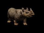 rinoceronte15.gif