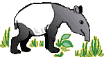 tapir03.gif