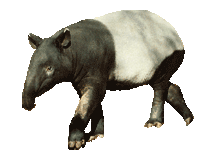 tapir04.gif