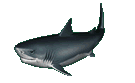 tiburon03.gif