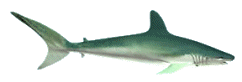 tiburon20.gif