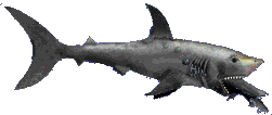 tiburon21.gif