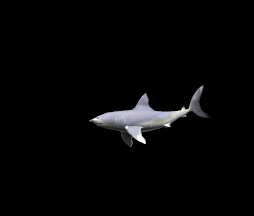 tiburon23.gif
