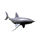 tiburon28.gif