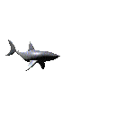 tiburon29.gif