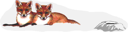 zorro12.gif