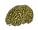 Cerebro-24.gif