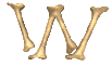 Alfabeto-huesos-22.gif