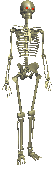 Esqueleto-35.gif