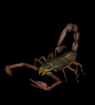 escorpion02.gif