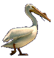 pelicano05.gif