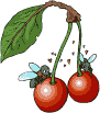 cereza03.gif