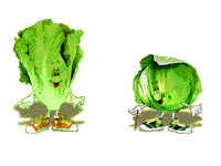 lechuga01.gif