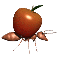 manzana07.gif