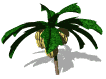 platano15.gif
