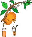 zumo05.gif