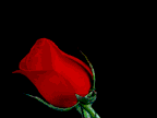 san-valentin20.gif
