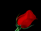 san-valentin21.gif