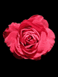 san-jordi01.gif