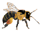 abeja10.gif