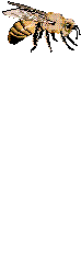 abeja12.gif