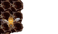 abeja21.gif