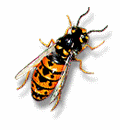 abeja24.gif