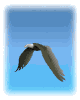 aguila03.gif