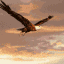 aguila08.gif