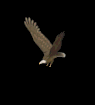 aguila13.gif